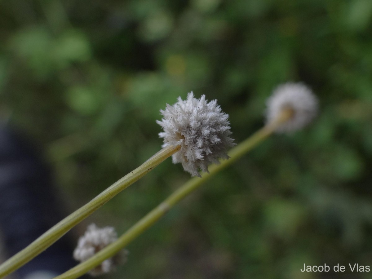 Eriocaulon thysanocephalum S.M.Phillips